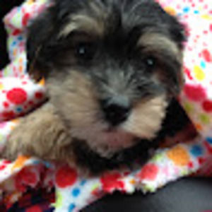 Meet your Posher, Riley